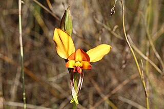 <i>Diuris littoralis</i> Species of orchid