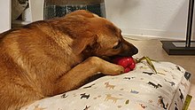 A puppy eating a bell pepper Dog eating bell pepper.jpg