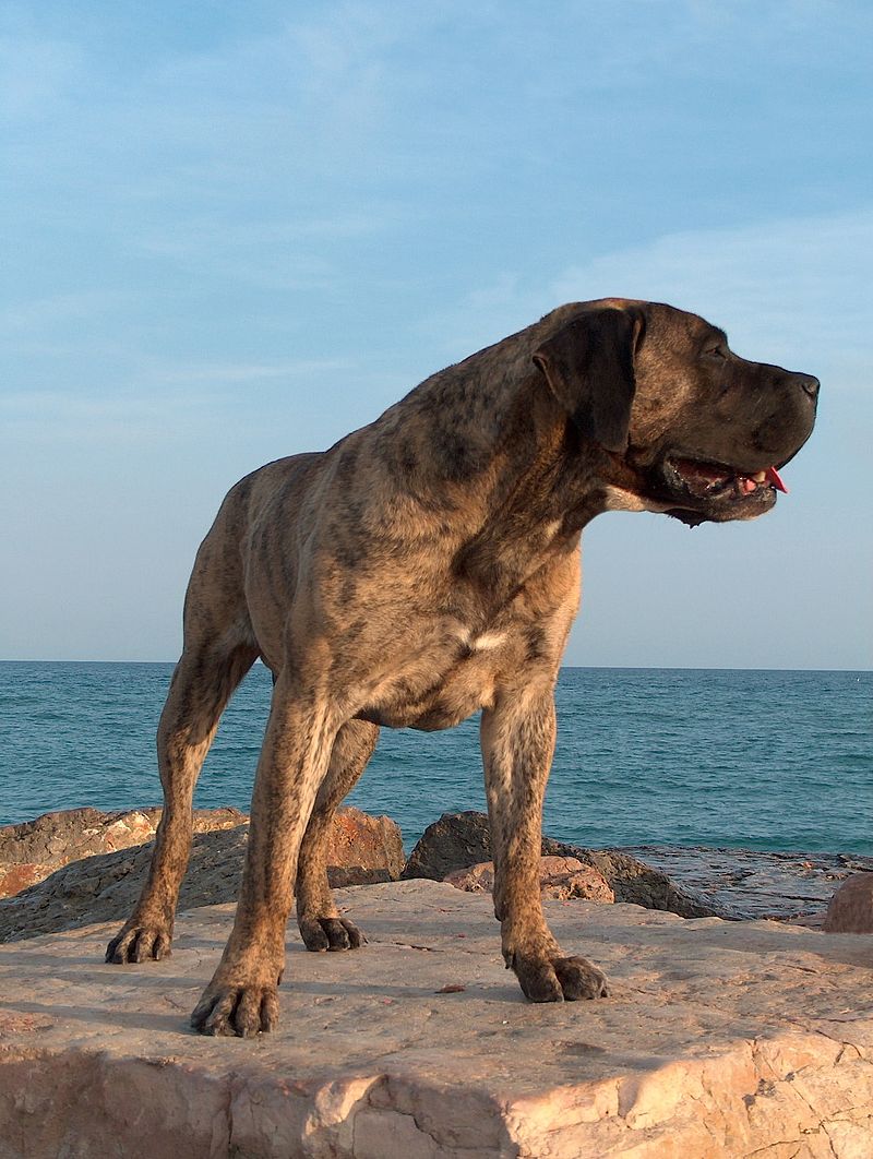 are presa canario mastiffs