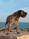加那利獒犬（英语：Perro de Presa Canario）（Canis lupus familiaris）