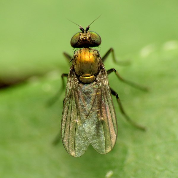 File:Dolichopodid Fly (34727277635).jpg