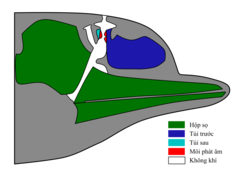 Category:Delphinidae head anatomy - Wikimedia Commons