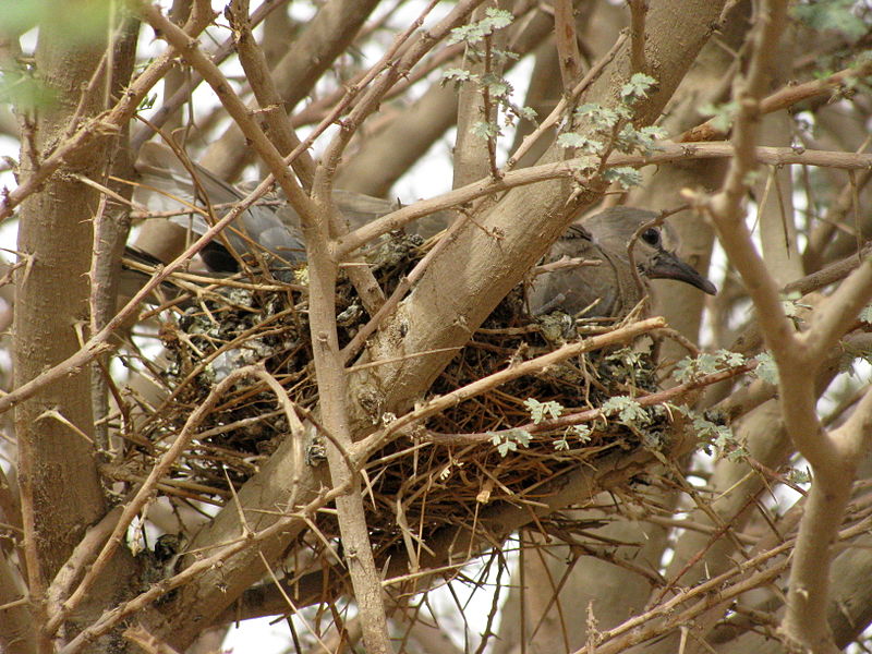 File:Dove in the desert (3975432454).jpg