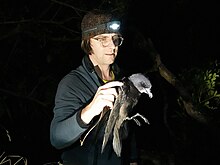 Russell tagging a grey-faced petrel in 2016 Dr James Russell and a Grey-faced Petrel 02.jpg