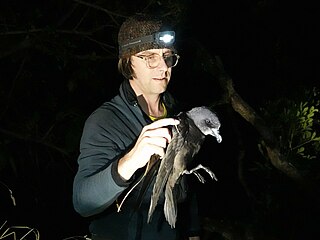 <span class="mw-page-title-main">James Russell (ecologist)</span> New Zealand conservation biologist