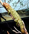 Thumbnail for Dracaena (lizard)
