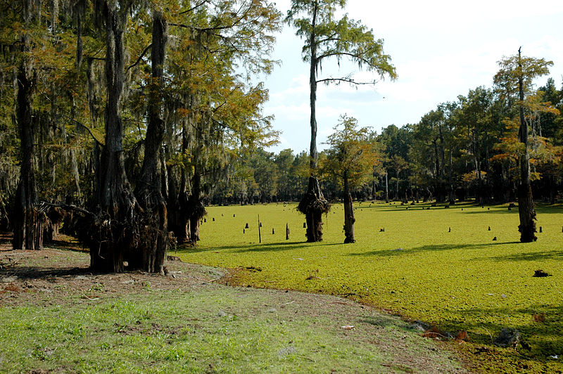 File:Drained Lake Bistineau at State Park 4.jpg