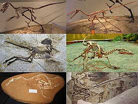 1-й ряд: Deinonychus antirrhopus и Buitreraptor gonzalezorum; 2-й ряд: Zhenyuanlong suni и Velociraptor mongoliensis; 3-й ряд: Halszkaraptor escuilliei и Microraptor gui.