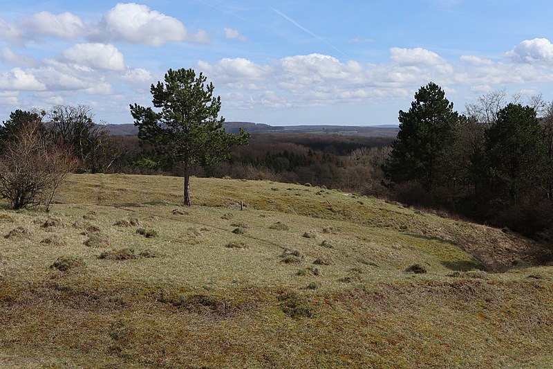 Fichier:Dry grassland in Aarnescht nature reserve.jpg