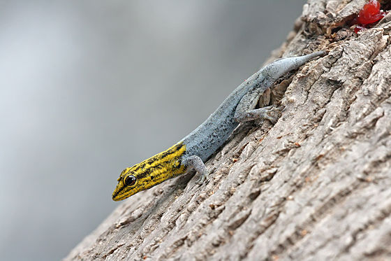 Dwarf yellow-headed gecko with regenerating tail