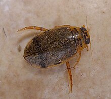 Dysticidae.Eretes sticticus (32432692603).jpg