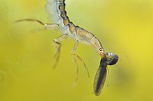 Une larve de Dytiscus dégustant un têtard.