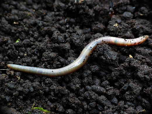 Aardwormen gebruiken met hun hydroskelet peristaltiek voor hun voortbeweging