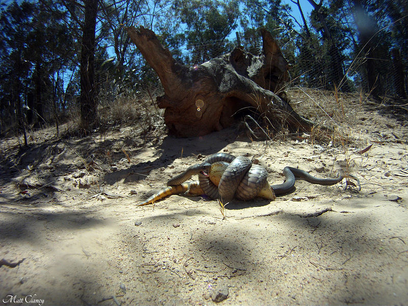 File:Eastern Brown Snake eating an Eastern Blue tongue. (8237049500).jpg