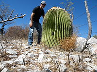 Echinocactus platyacanthus 2.jpg