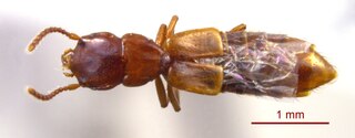 <i>Eleusis pallida</i> Species of beetle