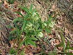 Helleborus viridis subsp. viridis dans le nord des Apennins