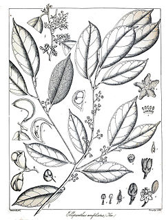 <i>Ellipanthus</i> genus of plants
