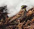 male, eating seed