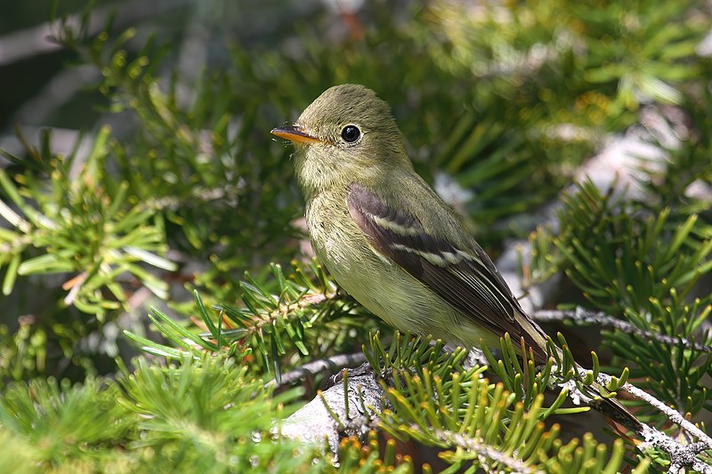 File:Empidonax flaviventris GJ2.jpg