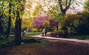 One of the many woodland pathways in Endcliffe Park. Endcliffe Park, Sheffield.jpg