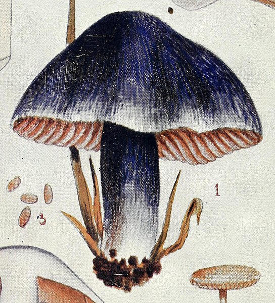 File:Entoloma farrahi (5c).jpg