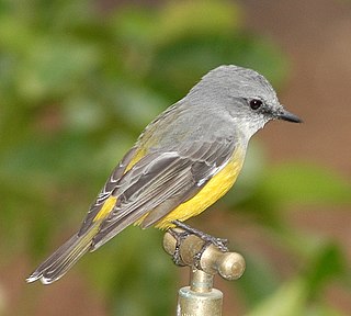 Western yellow robin species of bird