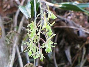 Descrizione dell'immagine Epidendrum conopseum 1.jpg.