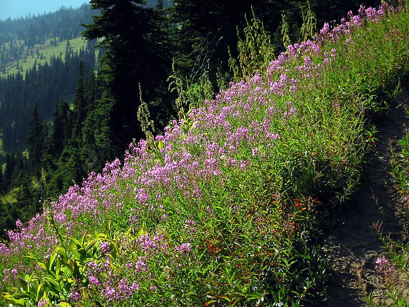 File:Epilobium angustifolium 7213.JPG