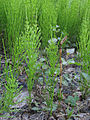 Equisetum arvense, Equisetales