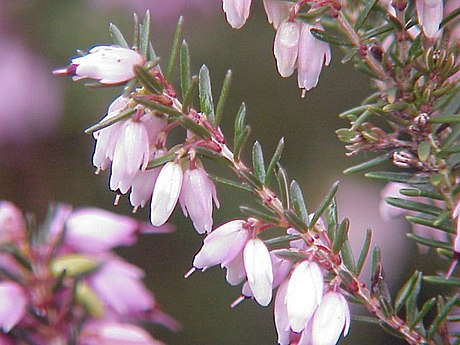 Ericaceae