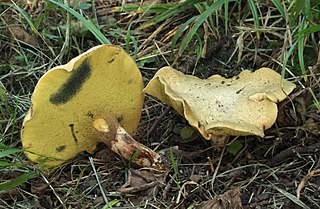 <i>Gyrodon lividus</i> Species of fungus