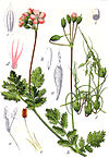 Erodium cicutarium Sturm8.jpg