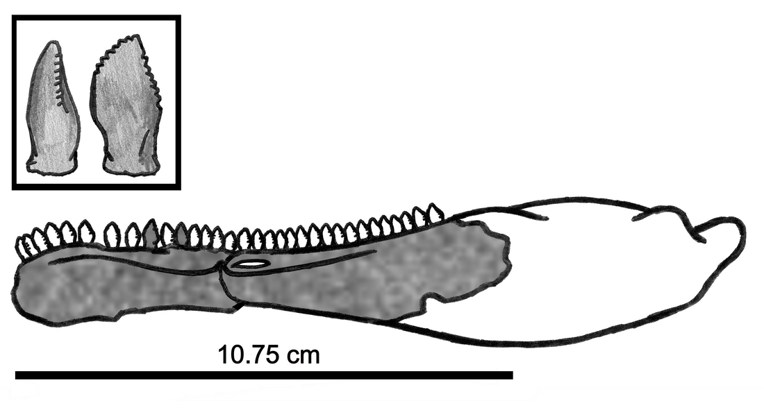 峨山龍 (Eshanosaurus)