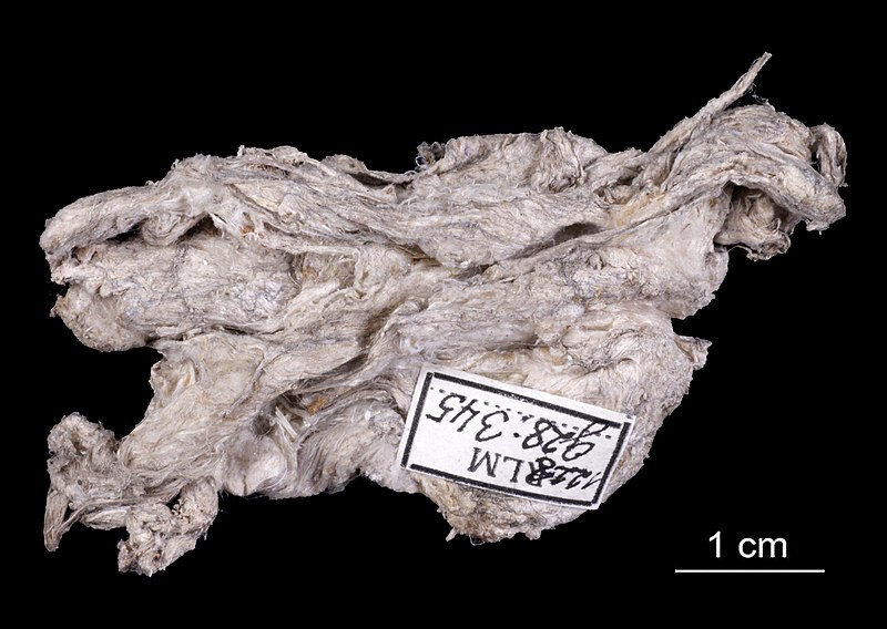 File:Estonian Museum of Natural History Specimen No 191621 photo (g28 g28-345 1 jpg).jpg