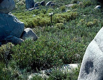 Habit on Mount Manypeaks Eucalyptus acies (habit).jpg