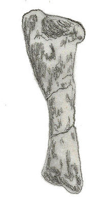 Miniatura para Eucnemesaurus