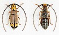 Eunidia tripunctata