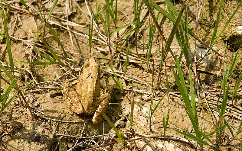 File:European Common Frog Rana temporaria 3.jpg