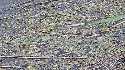 European Frog-Bit (Hydrocharis morsus-ranae)