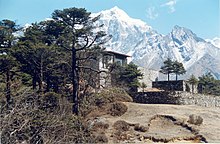 Himalaya-Tannen vor dem Everest View Hotel bei Syangboche in Nepal