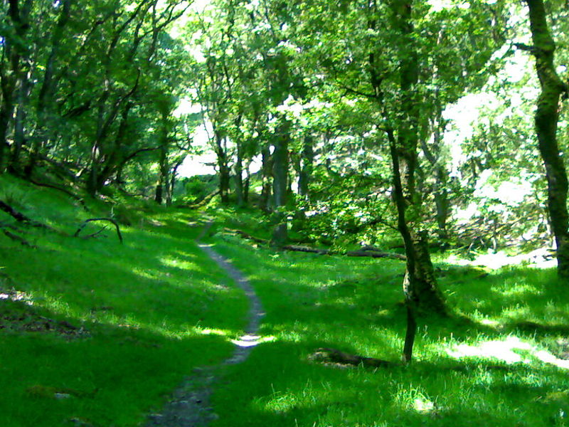 File:Exmoor forest.jpg