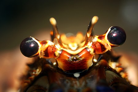 Eyestalk of Lobster