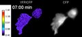 File:F-actin-rich-contractile-endothelial-pores-prevent-vascular-leakage-during-leukocyte-diapedesis-ncomms10493-s11.ogv