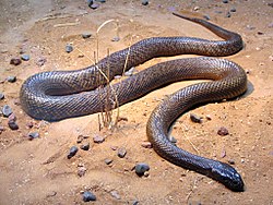 Fierce Snake-Oxyuranus microlepidotus.jpg