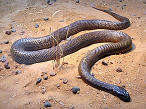 taipan du désert