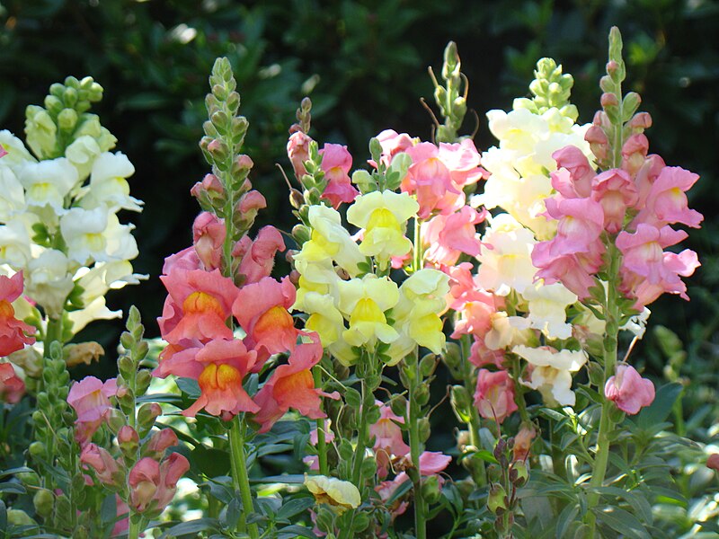 File:File-Snapdragons.JPG