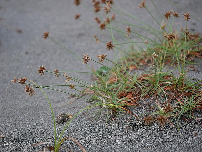 File:Fimbristylis sericea biroodotntk02.jpg