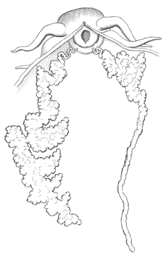 Drawing of mouth and wall around mouth of Fiona pinnata showing salivary glands and salivary ducts. The buccal mass and whole visceral mass is removed. Fiona pinnata 6.png