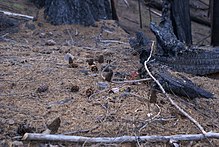 Conifer cones and morels after fire in a boreal forest. Fire Morels.jpg